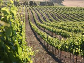 Kilikanoon Wines Cellar Door - Foster Accommodation 1