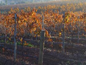Kilikanoon Wines Cellar Door - Foster Accommodation 2