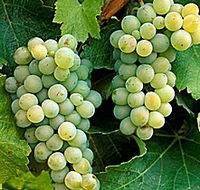 Clover Hill Vineyard - Foster Accommodation