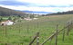 St Imre Vineyard - thumb 1