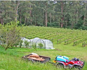 Peveril Vineyard/Beechy Berries - Foster Accommodation 1