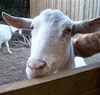 Drysdale Cheeses - Foster Accommodation