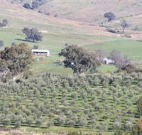 Wymah Organic Olives and Lambs - Foster Accommodation