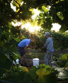 Oakdene Vineyards Restaurant And Cellar Door - Foster Accommodation 3