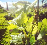 Punt Road Winery - Foster Accommodation