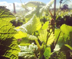Punt Road Winery - Foster Accommodation 0