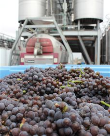 Punt Road Winery - Foster Accommodation 4