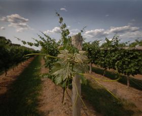 Punt Road Winery - Foster Accommodation 7