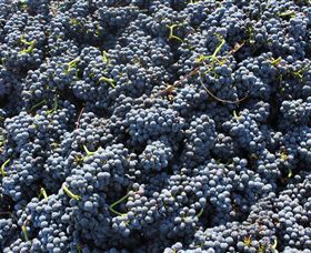 Punt Road Winery - Foster Accommodation 6
