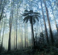 Yarra Ranges National Park - Foster Accommodation