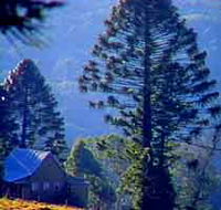 Bunya Mountains National Park - Foster Accommodation