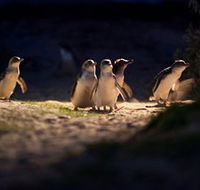 Phillip Island Nature Parks - Foster Accommodation