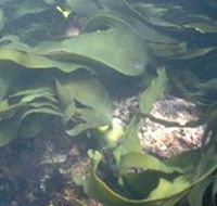 Churchill Island Marine National Park - Foster Accommodation