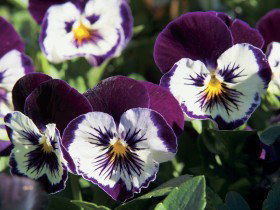 Newtown Park State Rose Garden - Foster Accommodation 0