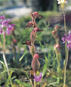 Carnamah ACT Foster Accommodation