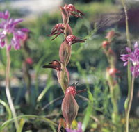 Carnamah-Eneabba Wildflower Drive - Foster Accommodation