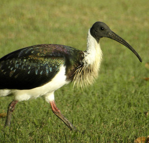 Toowoomba Water Bird Habitat - Foster Accommodation 0
