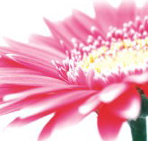 Burwood Plaza - Foster Accommodation