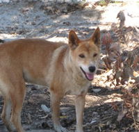 Cohunu Koala Park - Foster Accommodation