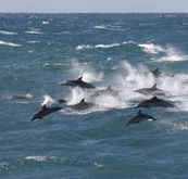 Tamboi Queen Cruises - Foster Accommodation