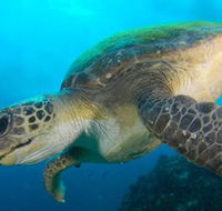 Byron Bay Dive Centre - Foster Accommodation