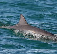 Byron Bay Dolphin Wildlife Tours - Foster Accommodation