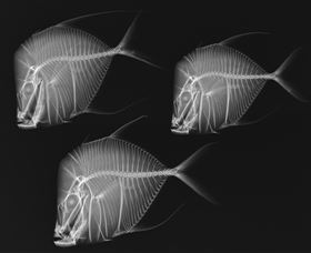 X-Ray Vision: Fish Inside Out - Foster Accommodation 0
