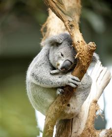 VIP Aussie Gold - Foster Accommodation 1