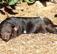 Symbio Wildlife Park - Foster Accommodation