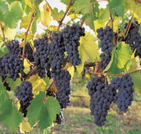 Hills Short Wine and Food Trail - Foster Accommodation