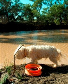 Charleville - 27 Mile Warrego River Fishing Spot - Foster Accommodation 0