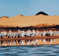 Coorong National Park - Foster Accommodation