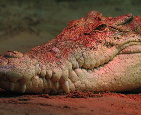 Territory Wildlife Park - Foster Accommodation 3