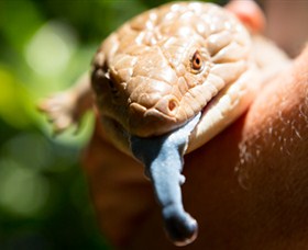 Territory Wildlife Park - Foster Accommodation 5