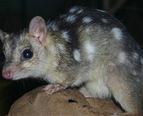 Territory Wildlife Park - Foster Accommodation 6