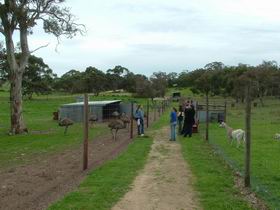 Avenue Emus - Foster Accommodation 0