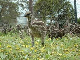 Avenue Emus - Foster Accommodation 1