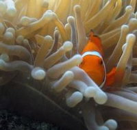 Beaver Reef Dive Site - Foster Accommodation