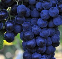 De Bortoli Wines Bilbul - Foster Accommodation