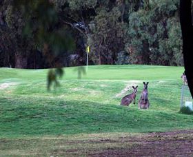 Deniliquin Golf Club - Foster Accommodation 2