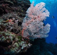 Barracuda Bommie Dive Site - Foster Accommodation