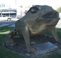 Big Cane Toad - Foster Accommodation