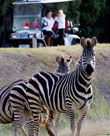 Taronga Western Plains Zoo, Dubbo - Foster Accommodation 1