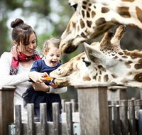 Taronga Western Plains Zoo Dubbo - Foster Accommodation