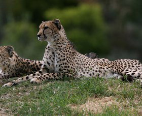 Taronga Western Plains Zoo, Dubbo - Foster Accommodation 6