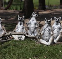 Savannah Visitor Plaza Taronga Western Plains Zoo Dubbo - Foster Accommodation