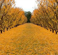 Sun Country on the Murray Farm Gate Trail - Foster Accommodation