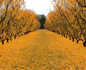 Sun Country On The Murray Farm Gate Trail - Foster Accommodation 0