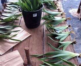 Sunshine Iris Nursery - Foster Accommodation 2