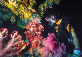 Bait Reef And Garys Lagoon Dive Site - Foster Accommodation 1
